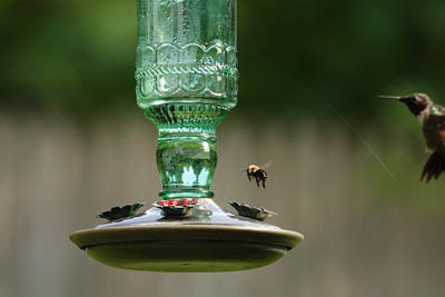 How do I get rid of bees at my hummingbird feeder? - What ...