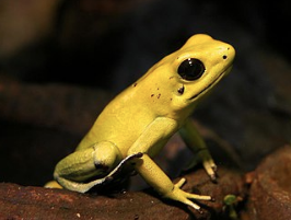 golden poison frog