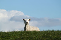 Lamb Appears - by Hetty Stellingwerf on Unsplash
