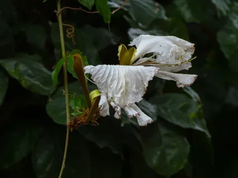 Dicas e cuidados sobre a Camoensia ou Camoensia scandens