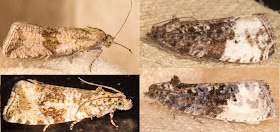 Four Tortrixes.  Celypha striana and Celypha lacunana on the left.  Plum Tortrix, Hedya pruinana, and Marbled Orchard Tortrix, Hedya nubiferana, on the right.  West Wickham Common light trap, 29 June 2013.