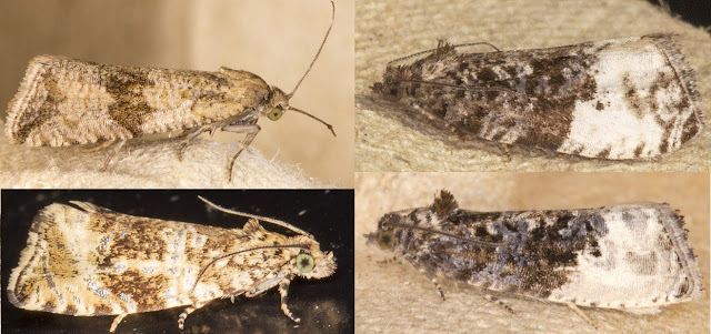 Four Tortrixes.  Celypha striana and Celypha lacunana on the left.  Plum Tortrix, Hedya pruinana, and Marbled Orchard Tortrix, Hedya nubiferana, on the right.  West Wickham Common light trap, 29 June 2013.