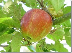 09-appel-28-keuleman-kl[1]-767056