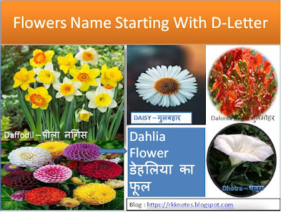 Flowers name Starting with D letter