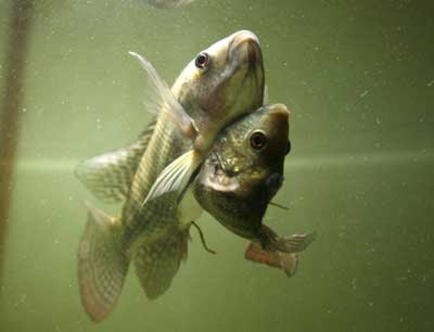 Siamese Twin of Nile Tilapia Fish