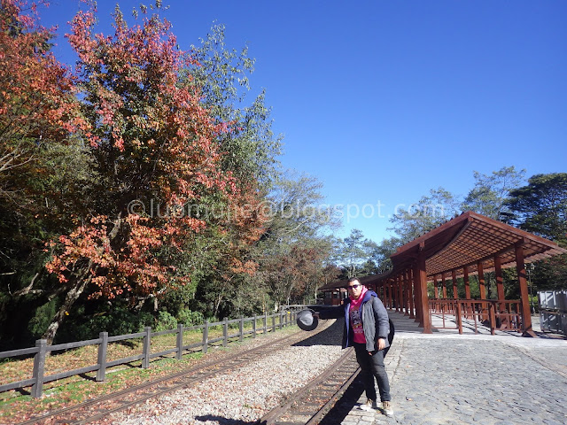 Alishan maple autumn foliage