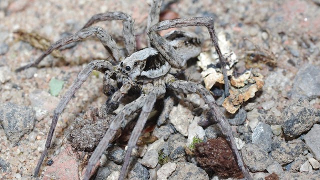 Hallaron araña que creían extinta y disuelve los órganos internos de sus víctimas.