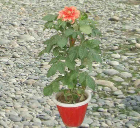 Dahlia Plant Picture