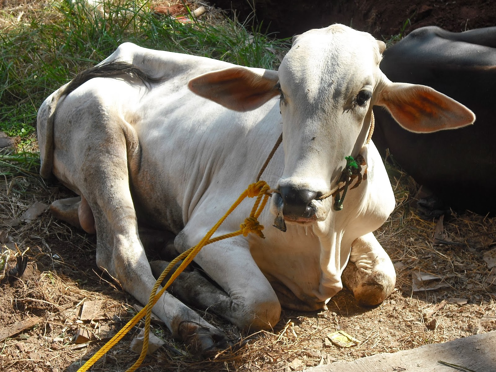 48 Meme Lucu Potong Qurban Keren Dan Terbaru Kumpulan Gambar