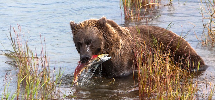 Katmai National Park, Alaska