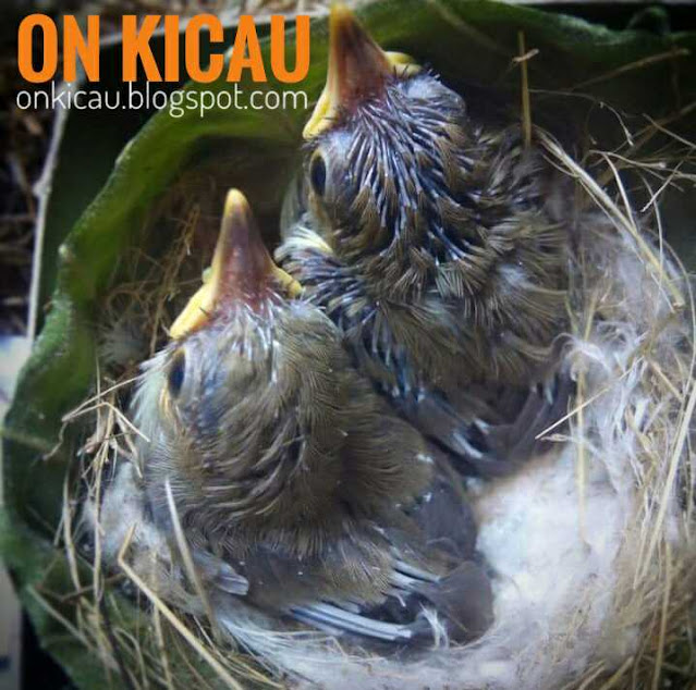 gambar anakan burung prenjak didalam sarangnya