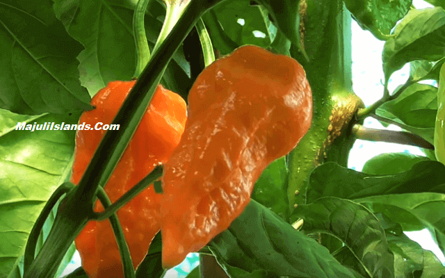 Assam-19 Interesting Facts About Assam,2019, Bhut Jolokia, Ghost Pepper