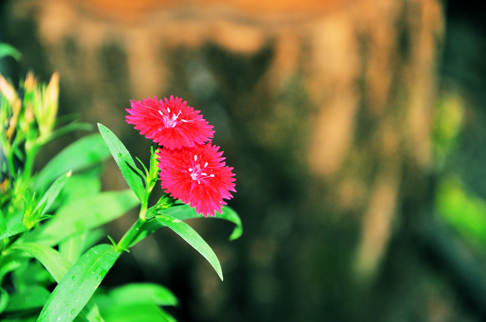 imagenes de flores claveles - Imágenes de claveles rojos con frases Amor de Imagenes