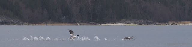 lingonberryhouse, linnut, birds, isokoskelo, valkoposkihanhi, hanhi, goose, barnacle goose