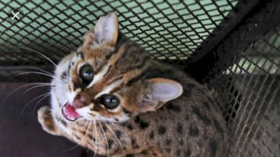 Kucing Hutan Jenis Prionailurus Bengalensis Berhasil Di Evakuasi