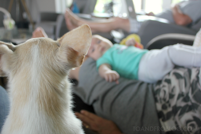 5 Tips for Introducing You Family Dog & New Baby