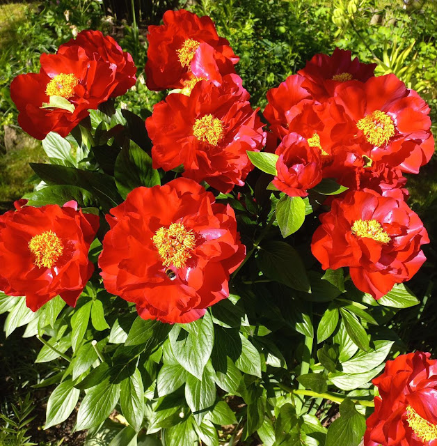 Пион 'Mackinac Grand' / Пион 'Макинак Гранд' (Paeonia 'Mackinac Grand')