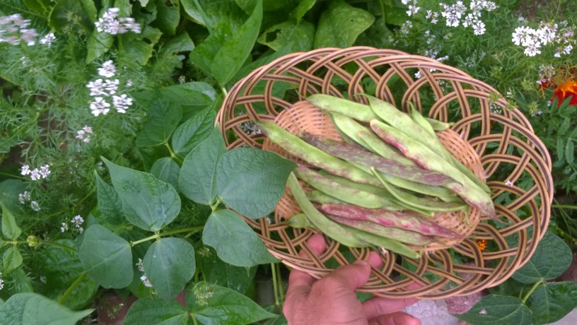 One of the great things about growing Dragon Tongue beans is that they are relatively simple to grow, and such a versatile bean.