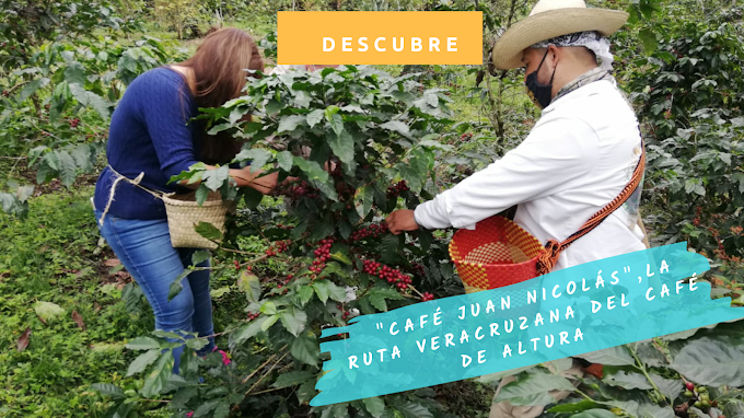 “Café Juan Nicolás”, la ruta veracruzana del café de altura