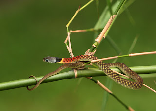 Rhabdophis subminiatus