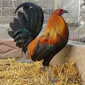 gallo negro