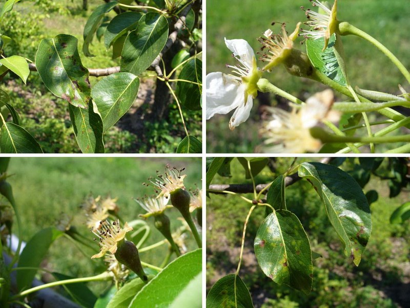 Парша груши (Venturia pirina)