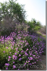 verbena_on_trail