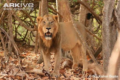 Asiatic Lion life and pictures