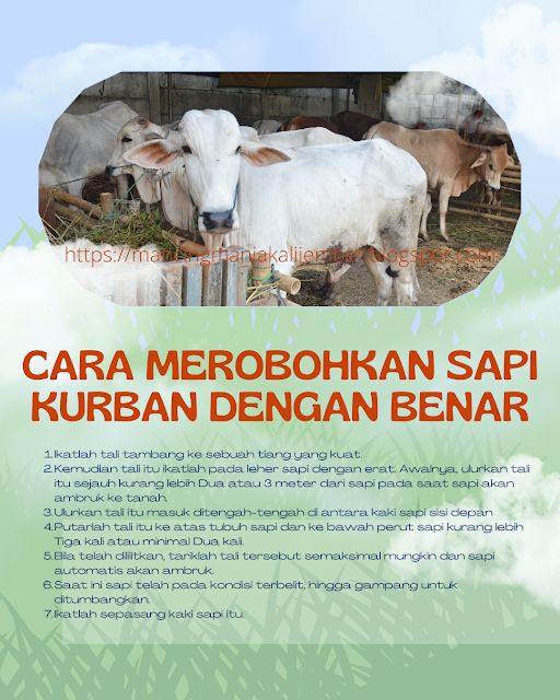 Cara merobohkan sapi kurban yang benar