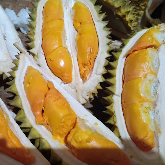 Bibit Durian Kuning Emas