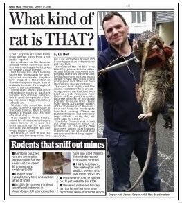 daily mail page 43