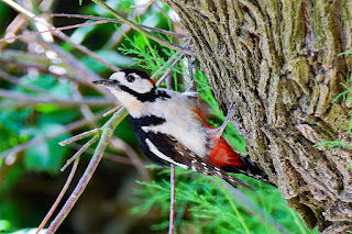 pico-picapinos-dendrocopos-major-mirando-