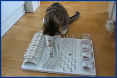 Das Cat Activity Fun Board