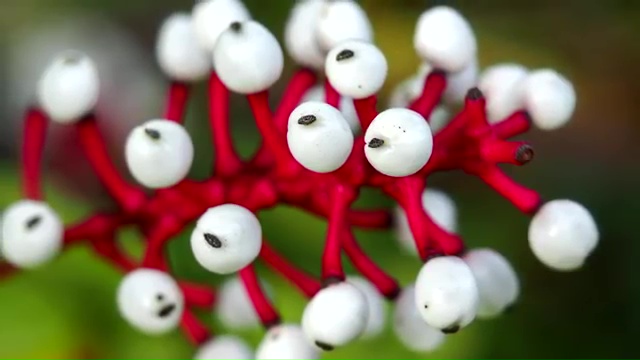 Most Poisonous Plants, Doll's Eyes