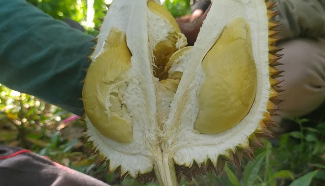 Durian Lokal Wonosalam Jombang