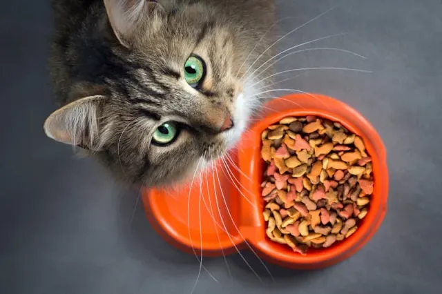 Cara Merawat Kucing Tak Nak Makan