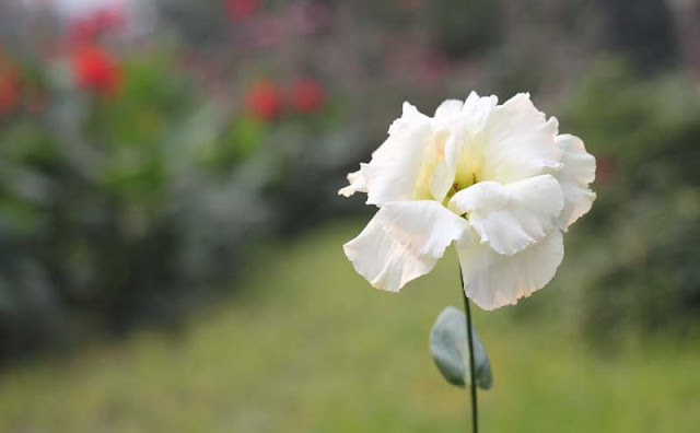 Lisianthus Flowers Pictures