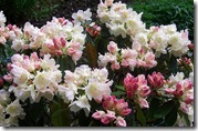 026 rhodies
