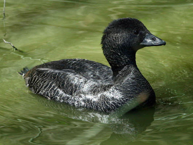 Beautiful,cute green brown,white,black duck is swimming in water,wallpapers,pictures,images        