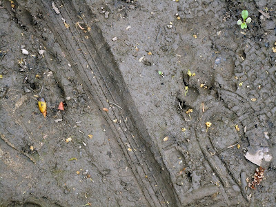 Bike tire tracks in the mud.