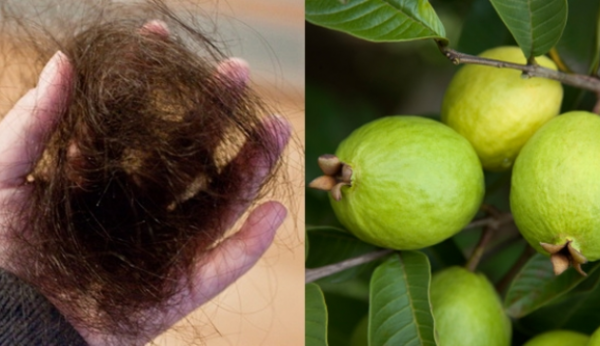  di sekitar lingkungan banyak flora yang sanggup kita gunakan juga sebagai obat alternatif Cara Unik Mengatasi Kerontokan Rambut dengan Rebusan Daun Jambu Biji