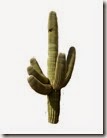 cactus 11_edited-1