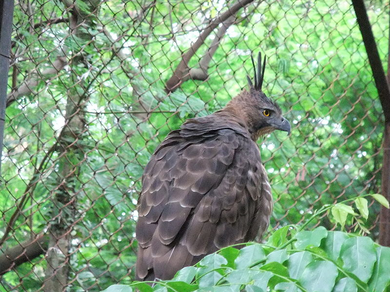 Informasi Tentang Elang Jawa Burung  Gue