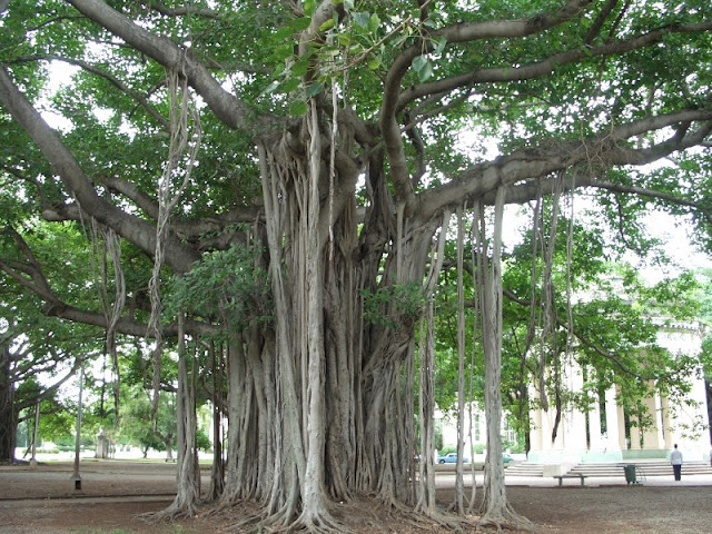 Radici "stampella" Ficus