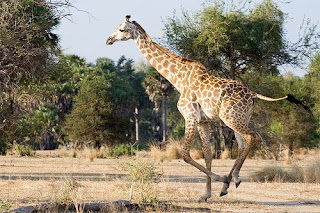 Tanzania Safari-Running giraffe 