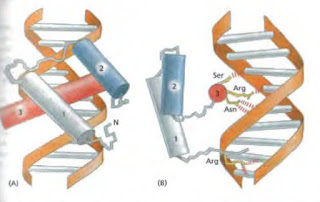 factores de transcripción