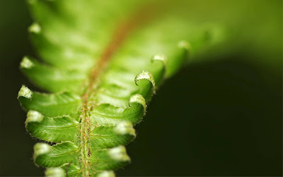 Green Leaves Macro Widescreen Wallpaper