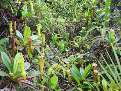 Plants Everywhere, Nepenthes