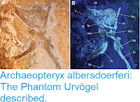 https://sciencythoughts.blogspot.com/2018/11/archaeopteryx-albersdoerferi-phantom.html