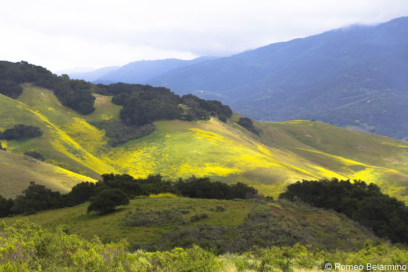 Highway 1 Hills Covered in Mustard Buellton California Weekend Getaway